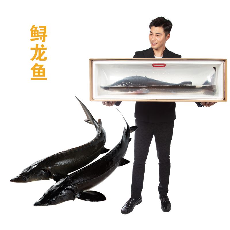 "鮮活鱘龍魚8-10斤1條"